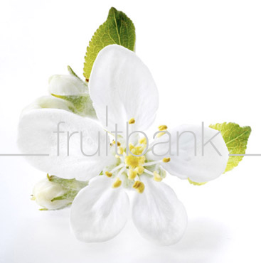 Fruitbank Foto: Apfelblüte UK002020