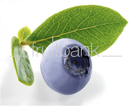 Fruitbank Foto: Blaubeere mit Blatt UK007004