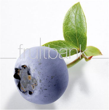 Fruitbank Foto: Blaubeere mit Blatt UK007011