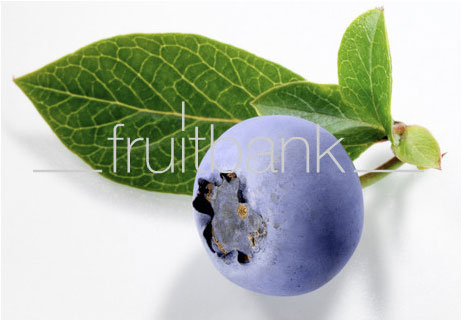 Fruitbank Foto: Blaubeere mit Blatt UK007012