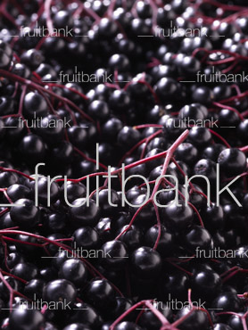 Fruitbank Foto: Holunderbeeren Teppich UK017019