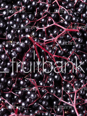 Fruitbank Foto: Holunderbeeren Teppich UK017020