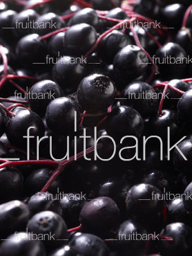 Fruitbank Foto: Holunderbeeren Teppich CloseUp UK017022