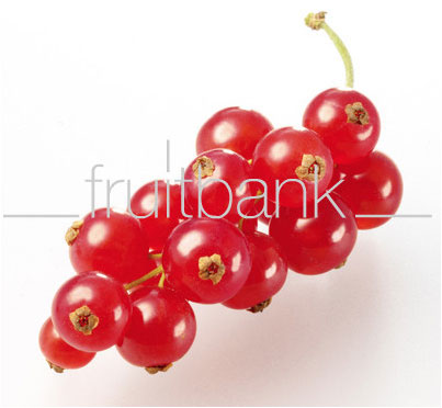Fruitbank Foto: Rote Johannisbeeren Rispe UK021018