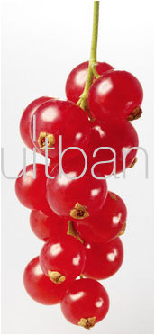 Fruitbank Foto: Rote Johannisbeeren Rispe UK021021
