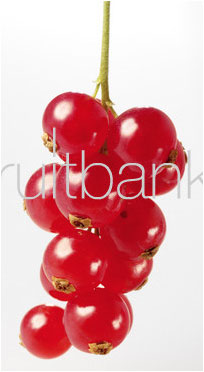 Fruitbank Foto: Rote Johannisbeeren Rispe UK021022