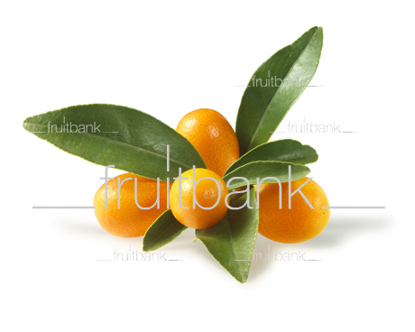 Fruitbank Foto: Kumquat mit Blättern HK025002