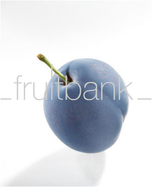 Fruitbank Foto: Pflaume UK032009
