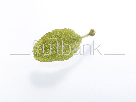 Fruitbank Foto: Pflaumenblatt UK032017