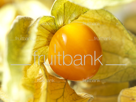 Fruitbank Foto: Physalis UK039007