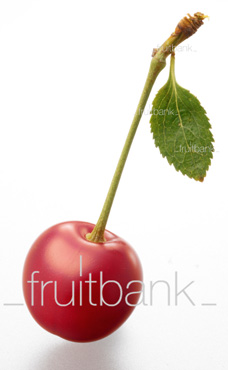Fruitbank Foto: Sauerkirsche mit Stiel und Blatt UK033008