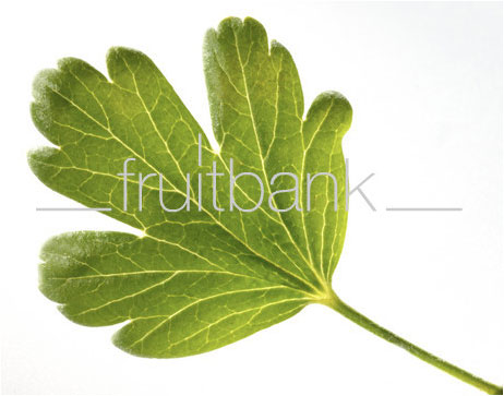 Fruitbank Foto: Stachelbeer Blatt UK034001