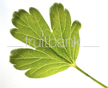 Fruitbank Foto: Stachelbeer Blatt UK034002