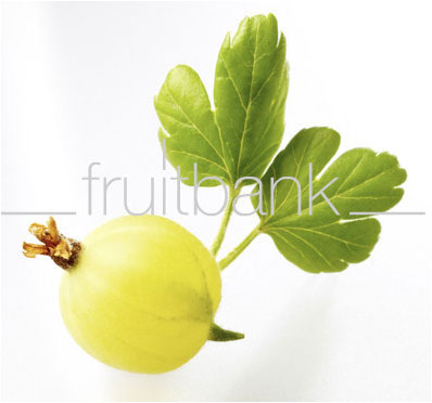 Fruitbank Foto: Grüne Stachelbeere mit Blatt UK034005