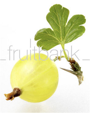Fruitbank Foto: Grüne Stachelbeere mit Blatt UK034011