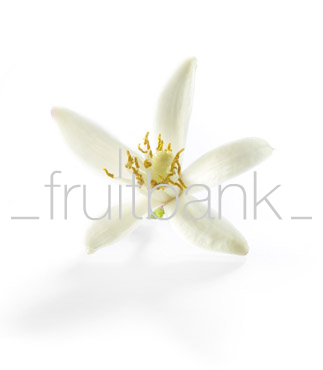 Fruitbank Foto: Zitronenblüte UK048002