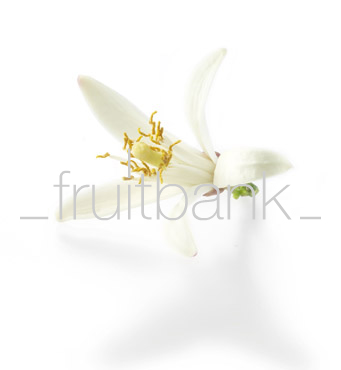 Fruitbank Foto: Zitronenblüte UK048008