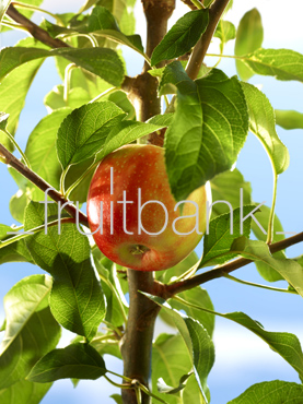 Fruitbank Foto: Apfel am Baum HK002054