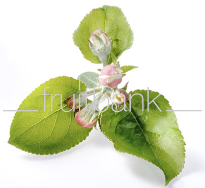 Fruitbank Foto: Apfelblüte UK002016