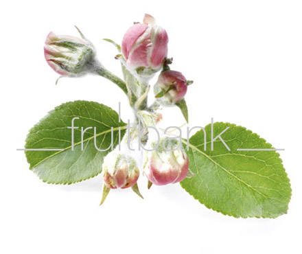 Fruitbank Foto: Apfelblüte UK002017