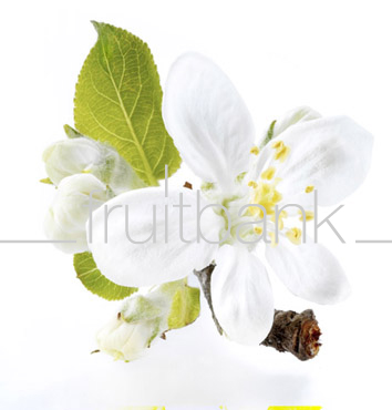 Fruitbank Foto: Apfelblüte UK002019