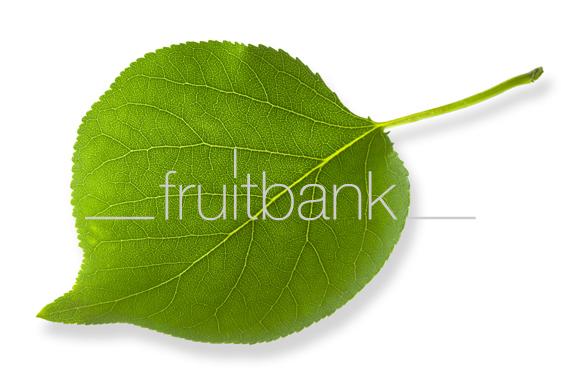 Fruitbank Foto: Aprikosenblatt