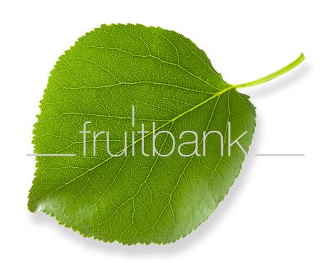 Fruitbank Foto: Aprikosenblatt