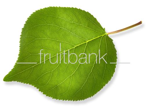 Fruitbank Foto: Aprikosenblatt