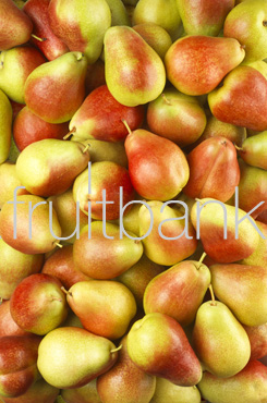 Fruitbank Foto: Birne HK006031