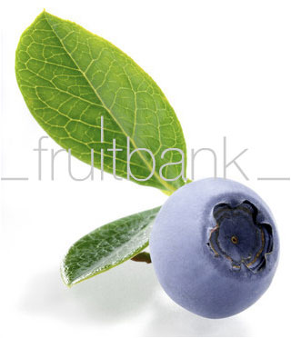 Fruitbank Foto: Blaubeere mit Blatt UK007006