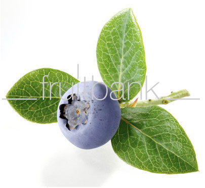 Fruitbank Foto: Blaubeere mit Blatt UK007008