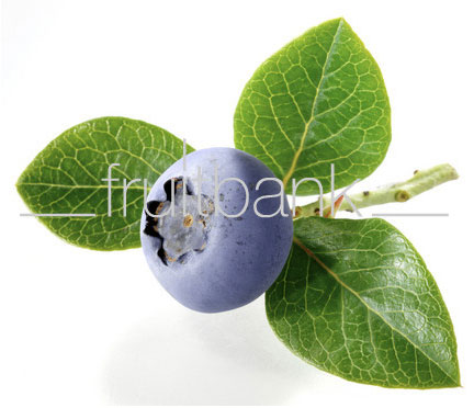 Fruitbank Foto: Blaubeere mit Blatt UK007009