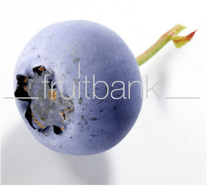 Fruitbank Foto: Blaubeere UK007010