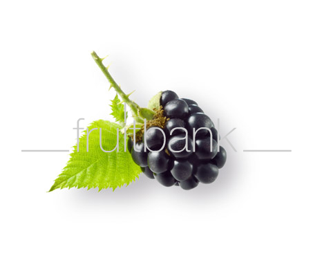 Fruitbank Foto: Brombeere mit Blatt UK008039