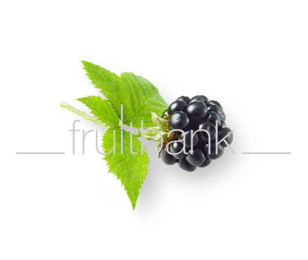 Fruitbank Foto: Brombeere mit Blatt UK008041