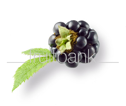 Fruitbank Foto: Brombeere mit Blatt UK008043