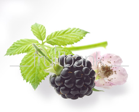 Fruitbank Foto: Brombeere mit Blatt und Blüte UK008047