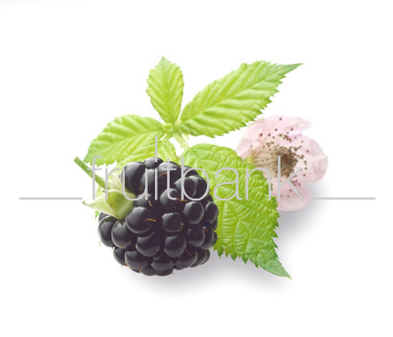 Fruitbank Foto: Brombeere mit Blatt und Blüte UK008049