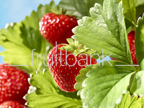 Fruitbank Foto: Erdbeere am Strauch HK013036