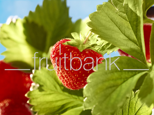 Fruitbank Foto: Erdbeere am Strauch HK013038