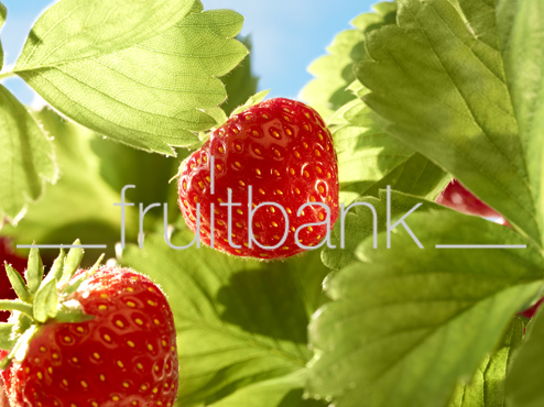 Fruitbank Foto: Erdbeere am Strauch HK013039