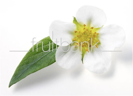 Fruitbank Foto: Erdbeerblüte mit Blatt UK013005