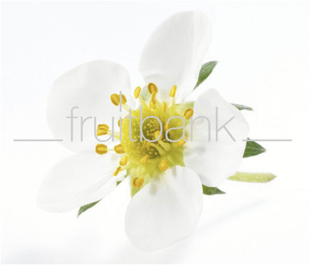 Fruitbank Foto: Erdbeerblüte mit Stiel UK013017