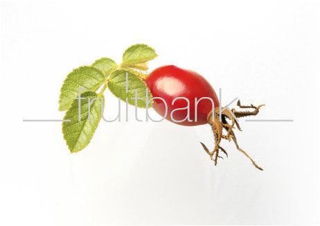 Fruitbank Foto: Hagebutte mit Blatt UK016008