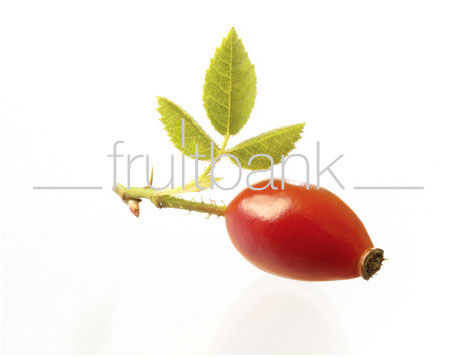 Fruitbank Foto: Hagebutte mit Blatt UK016009