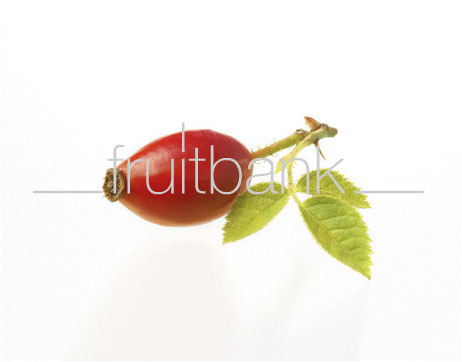 Fruitbank Foto: Hagebutte mit Blatt UK016010