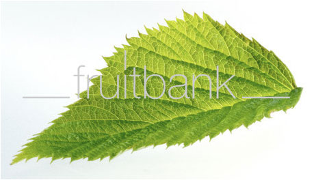 Fruitbank Foto: Himbeerblatt UK018003