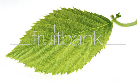 Fruitbank Foto: Himbeerblatt UK018004