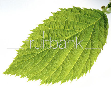 Fruitbank Foto: Himbeerblatt UK018005