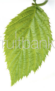 Fruitbank Foto: Himbeerblatt UK018006